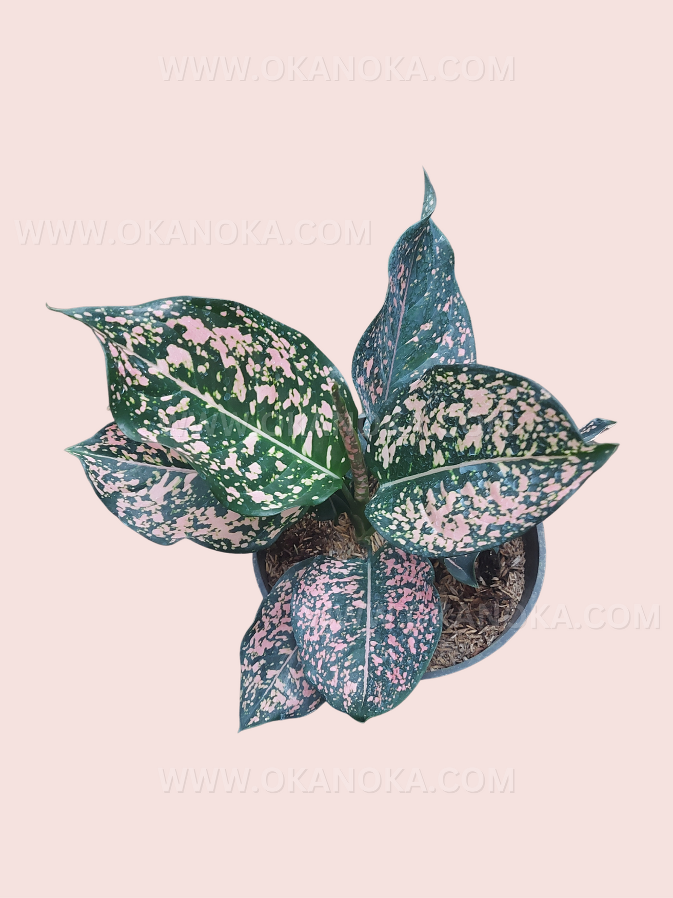aglaonema dalmatian pink Aglaonema Pink Dalmatian