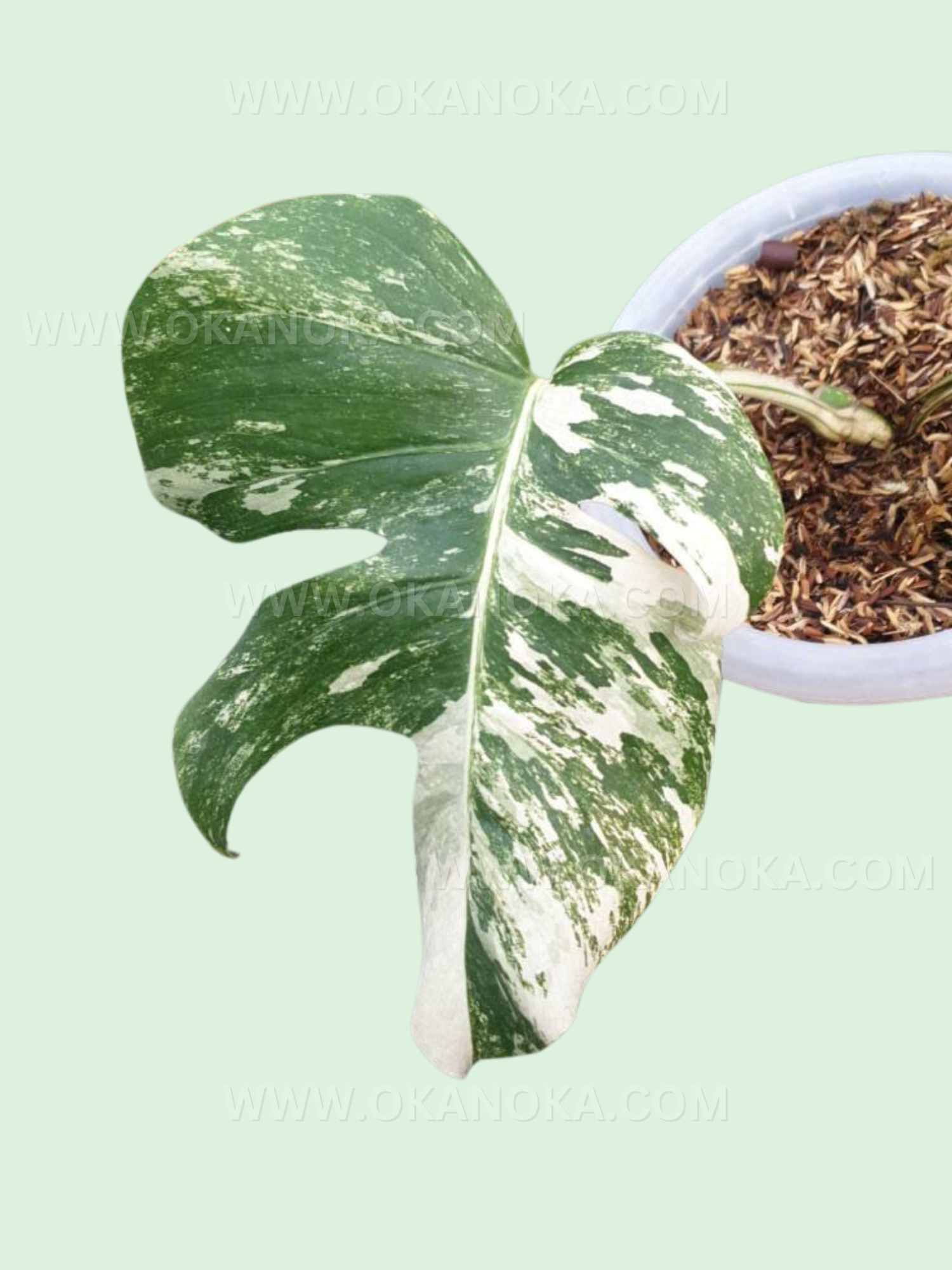 monstera variegated plant for sale Rooted Cutting Monstera Deliciosa Variegated – Okanoka