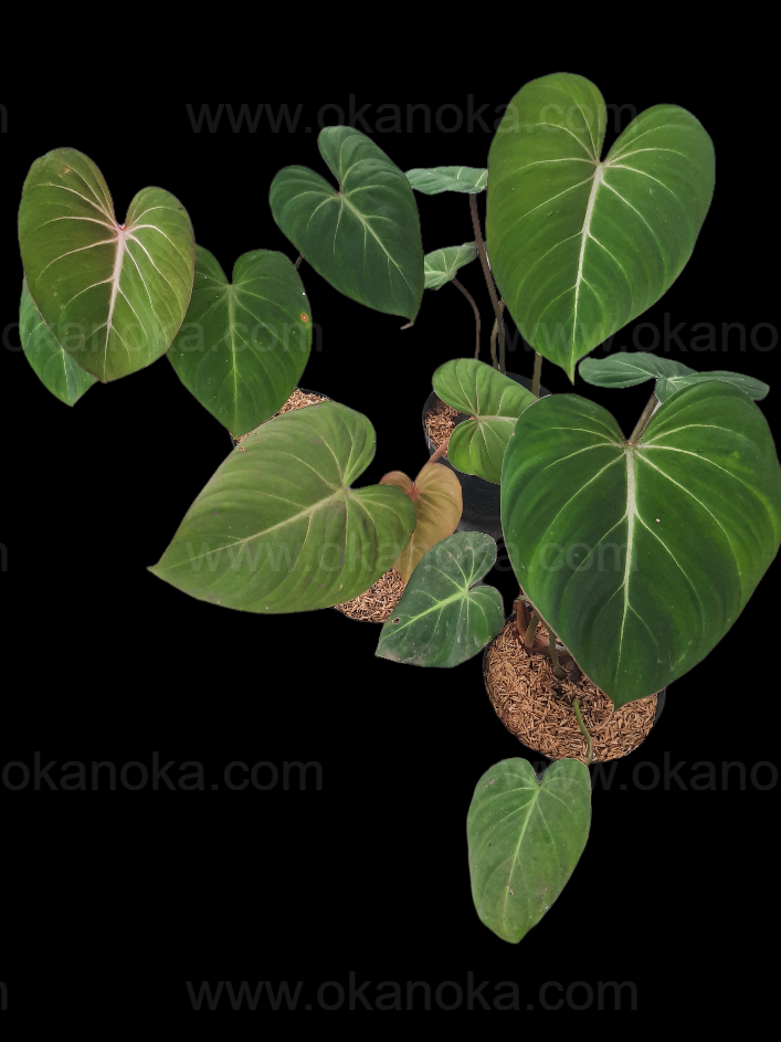 philodendron gloriosum wholesale Wholesale 15x Philodendron Gloriosum