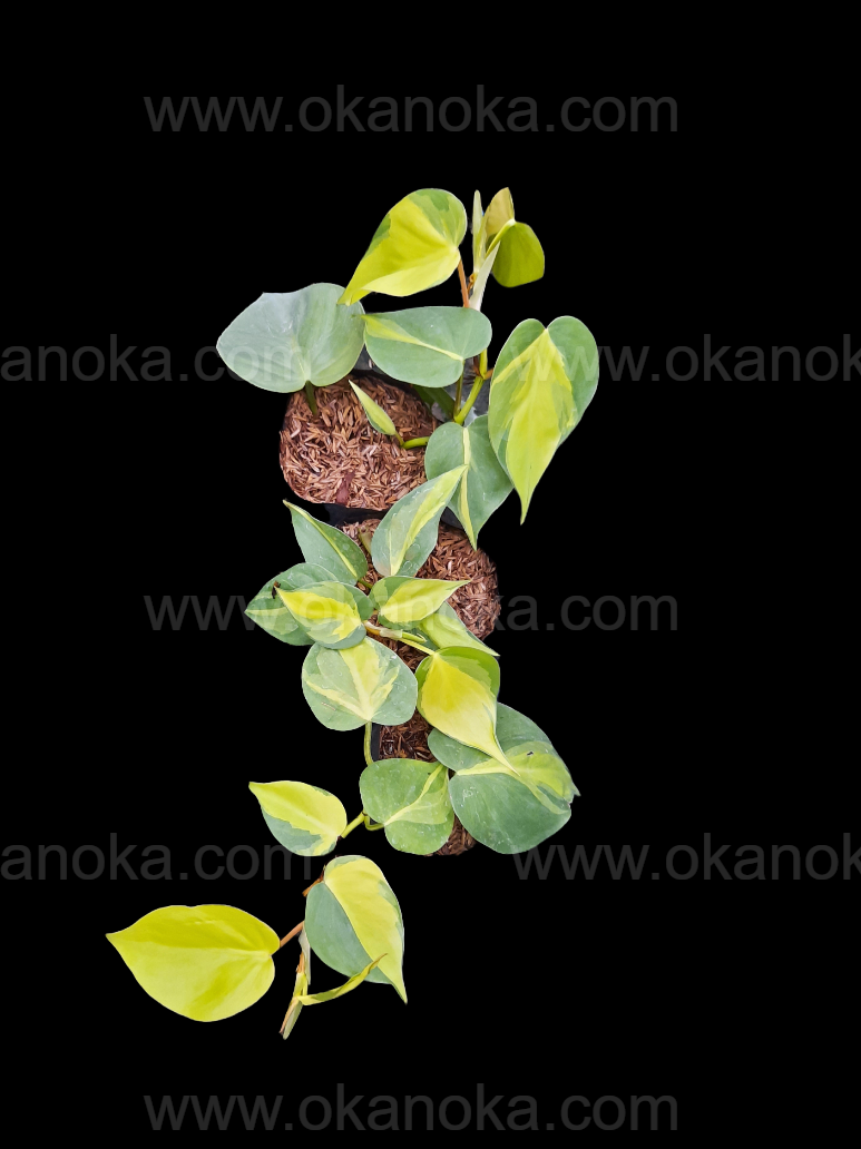 philodendron brasil benefits Wholesale 100x Philodendron Brasil