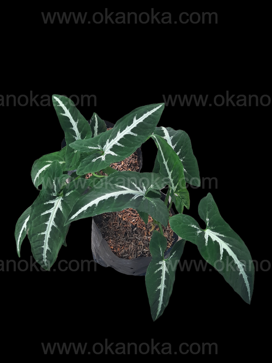 Syngonium Wendlandii