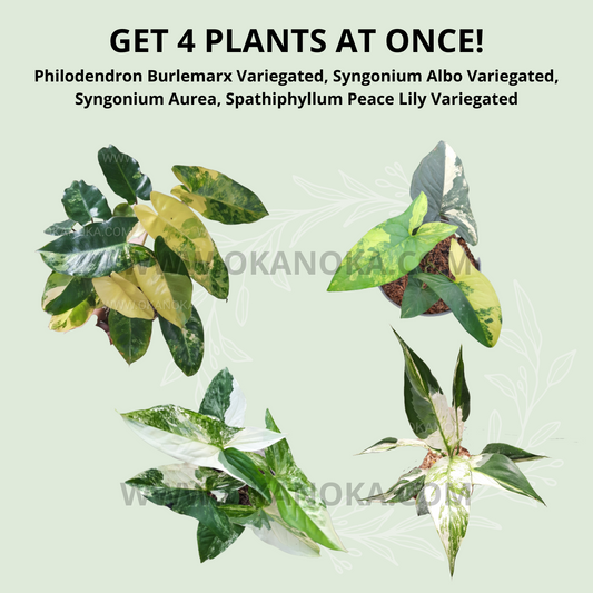 Philodendron Burlemarx Variegated, Syngonium Albo Variegated, Syngonium Aurea, Spathiphyllum Peace Lily Variegated