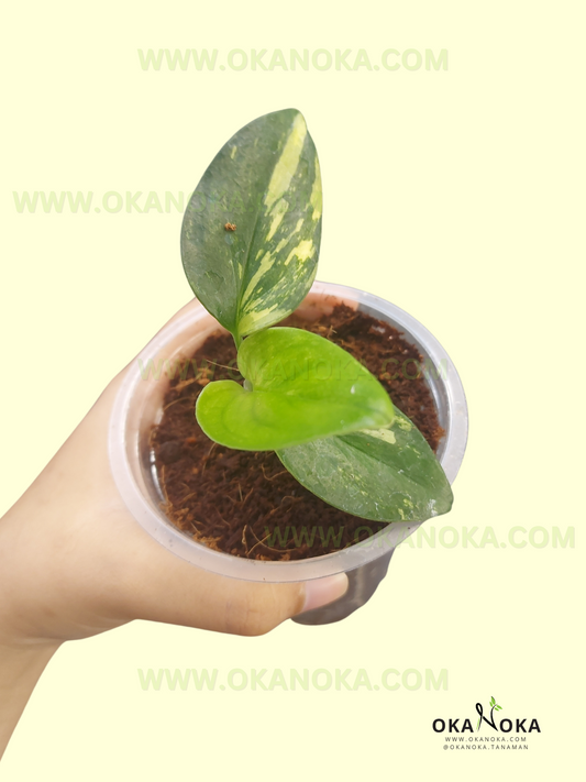 Starter Plant Wholesale Monstera Standleyana Aurea Yellow Variegated