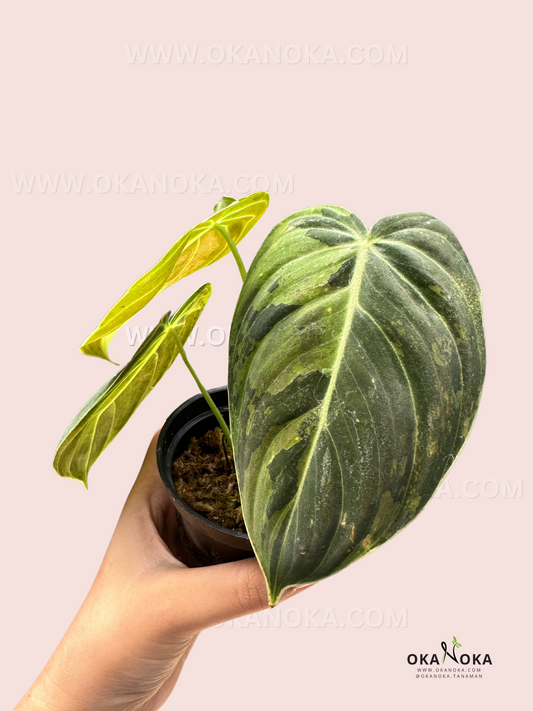 Philodendron Melanochrysum Variegated