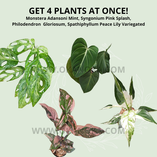 Monstera Adansoni Mint, Syngonium Pink Splash, Philodendron  Gloriosum, Spathiphyllum Peace Lily Variegated