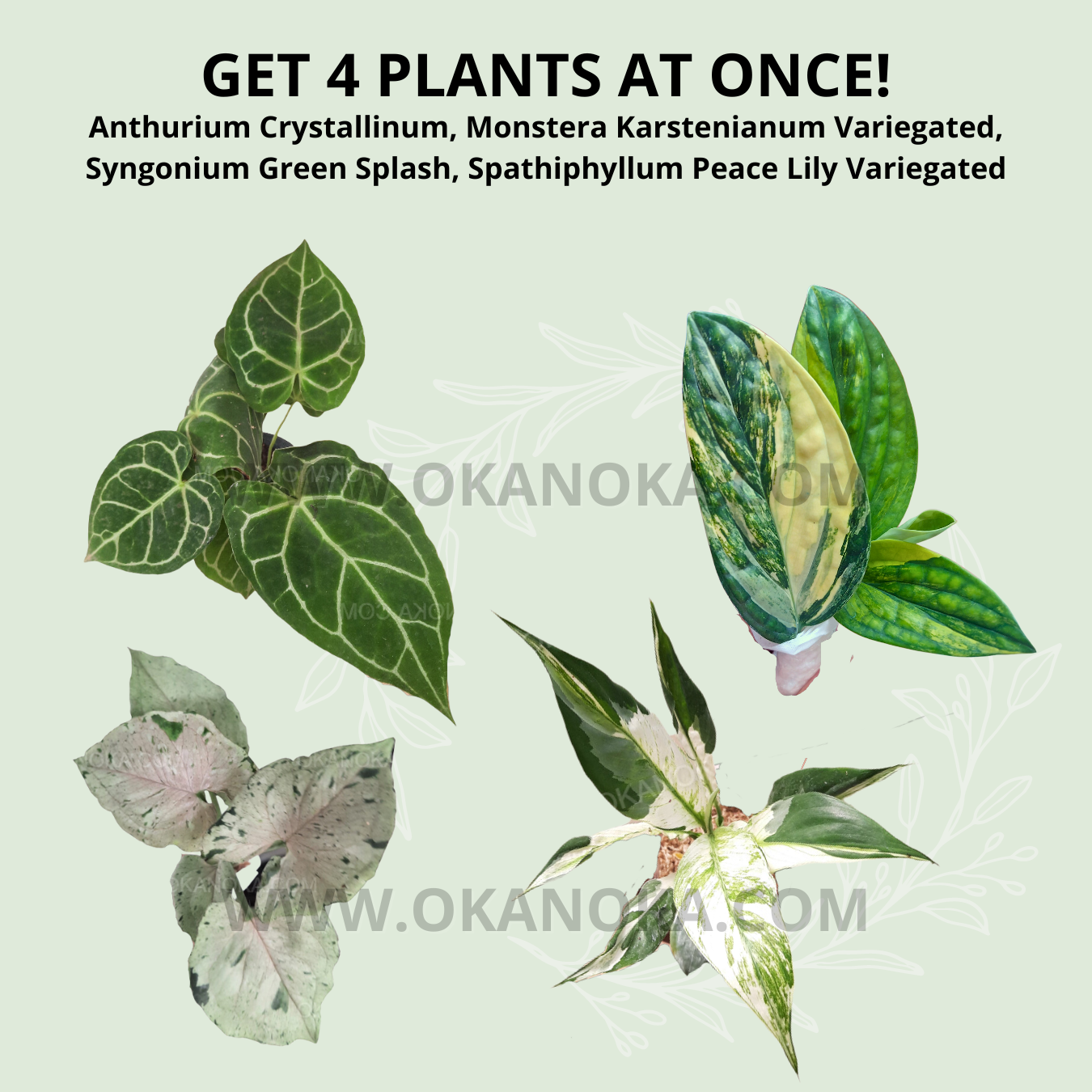 peace lily and anthurium Best Combo Bundling of 4 Plants Anthurium Crystallinum, Monstera Karstenianum Variegated, Syngonium Green Splash, Spathiphyllum Peace Lily Variegated