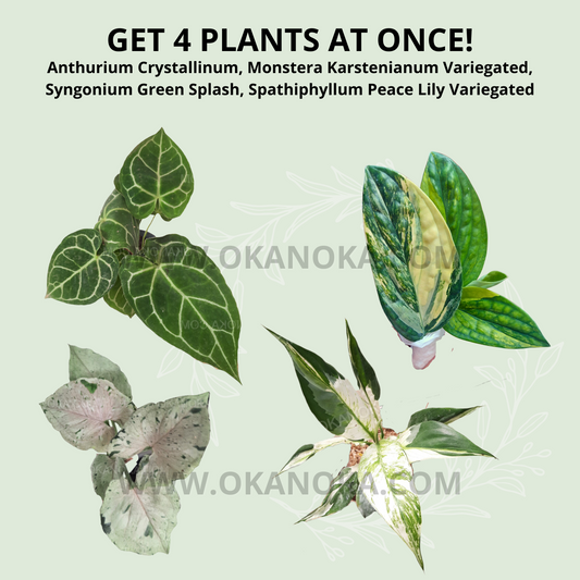 Anthurium Crystallinum, Monstera Karstenianum Variegated, Syngonium Green Splash, Spathiphyllum Peace Lily Variegated