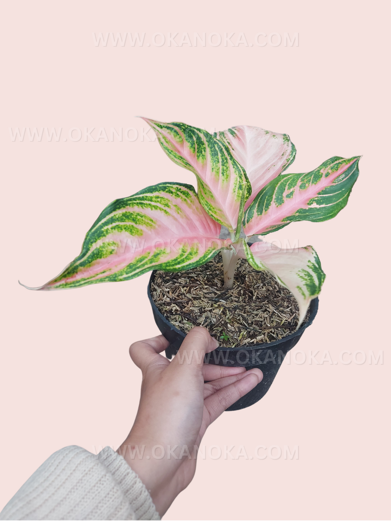 aglaonema pink sunset Aglaonema Pink Sunset