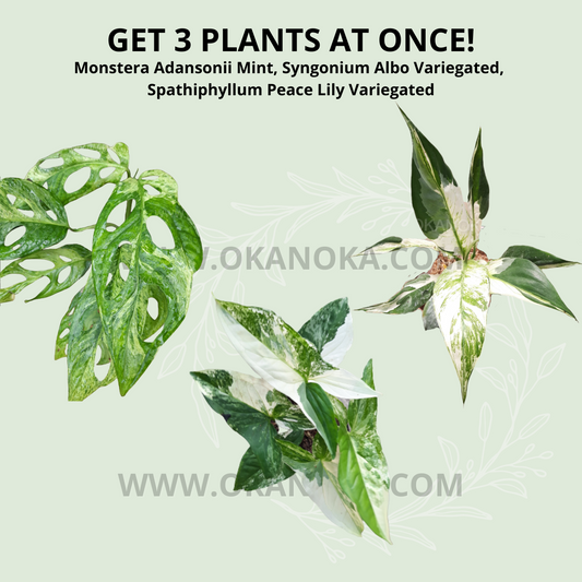 Monstera Adansonii Mint, Syngonium Albo Variegated,  Spathiphyllum Peace Lily Variegated