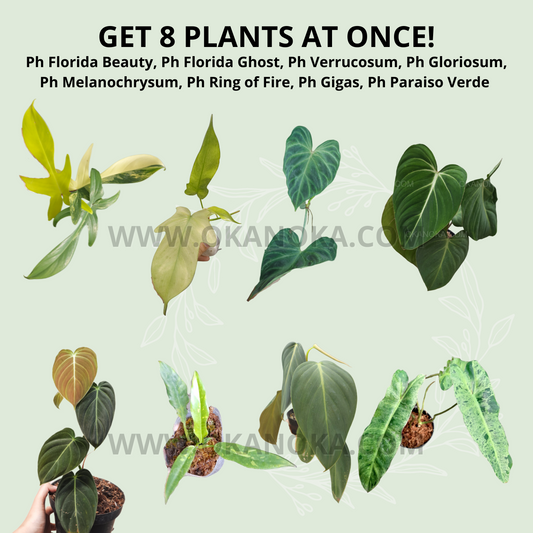 Philodendron Florida Beauty, Philodendron Florida Ghost, Philodendron Verrucosum, Philodendron Gloriosum, Philodendron Melanochrysum, Philodendron Ring of Fire, Philodendron Gigas, Philodendron Paraiso Verde