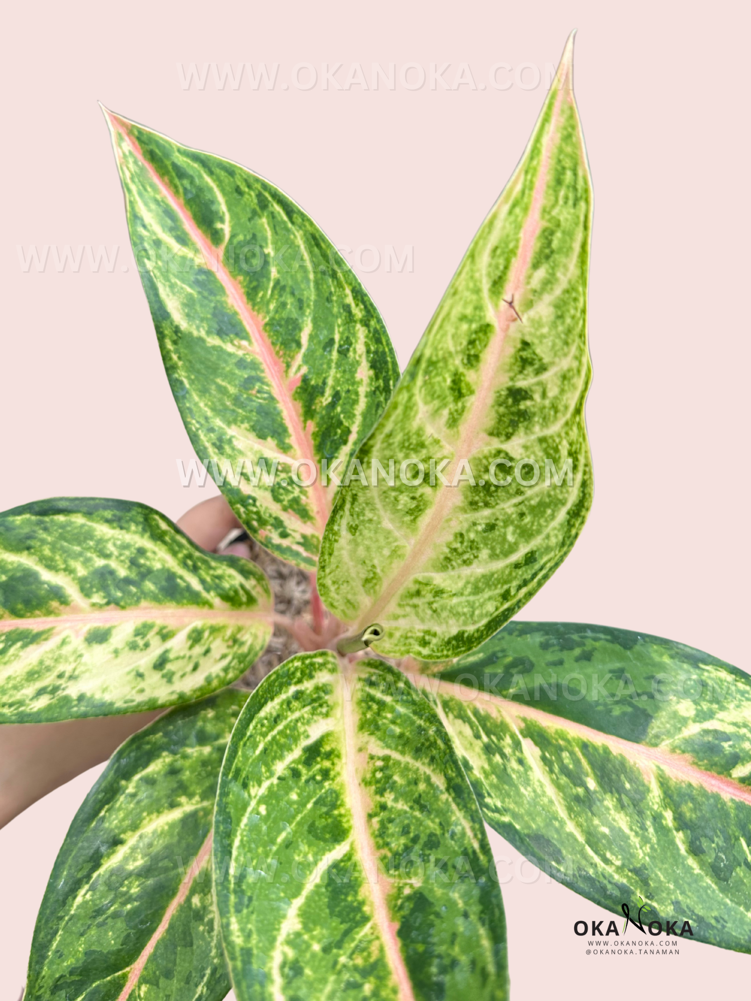 lush aglaonema Aglaonema Aladin