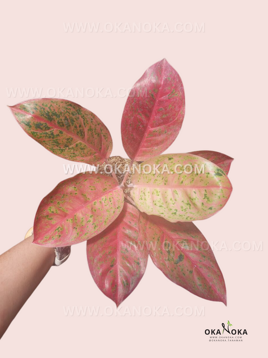 Aglaonema Amarilla