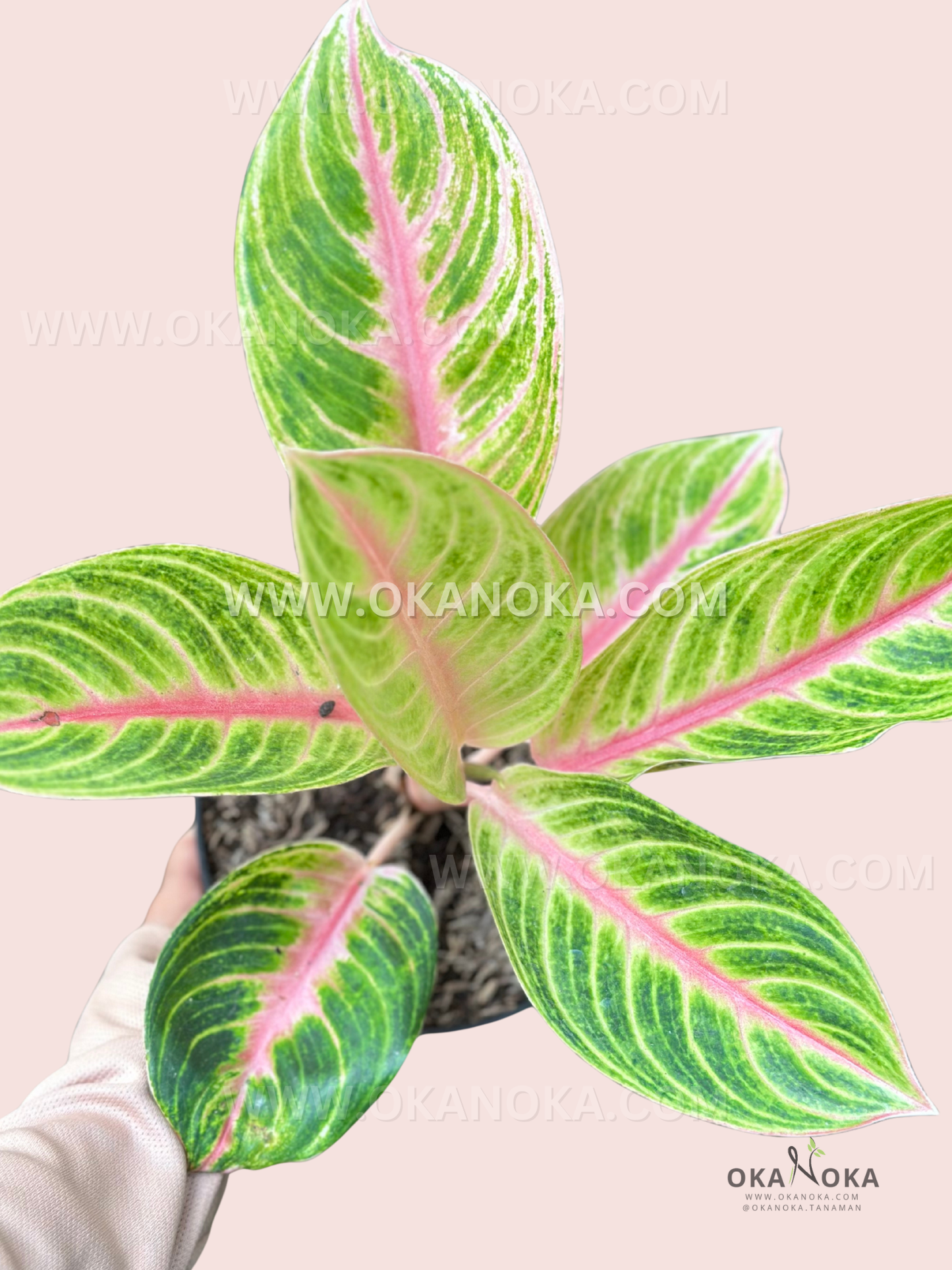 Aglaonema Amber live plant with glossy amber, golden-yellow, and green tropical foliage.