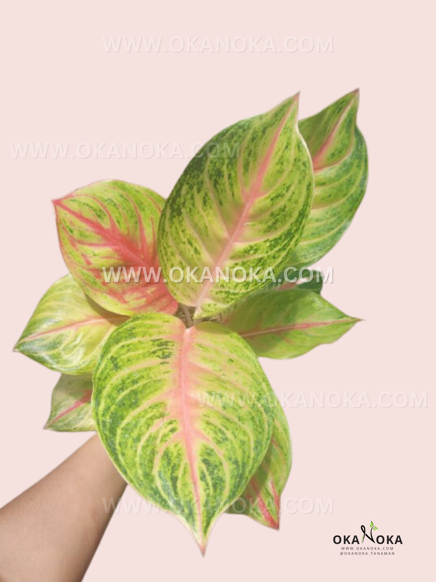 aglaonema hybrid lokal Aglaonema Andini