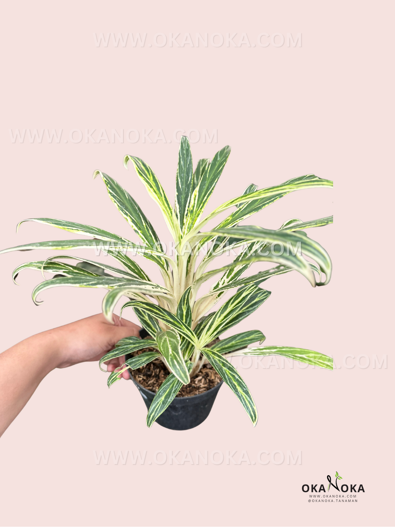 aglaonema with white stems Aglaonema Bamboo – Okanoka