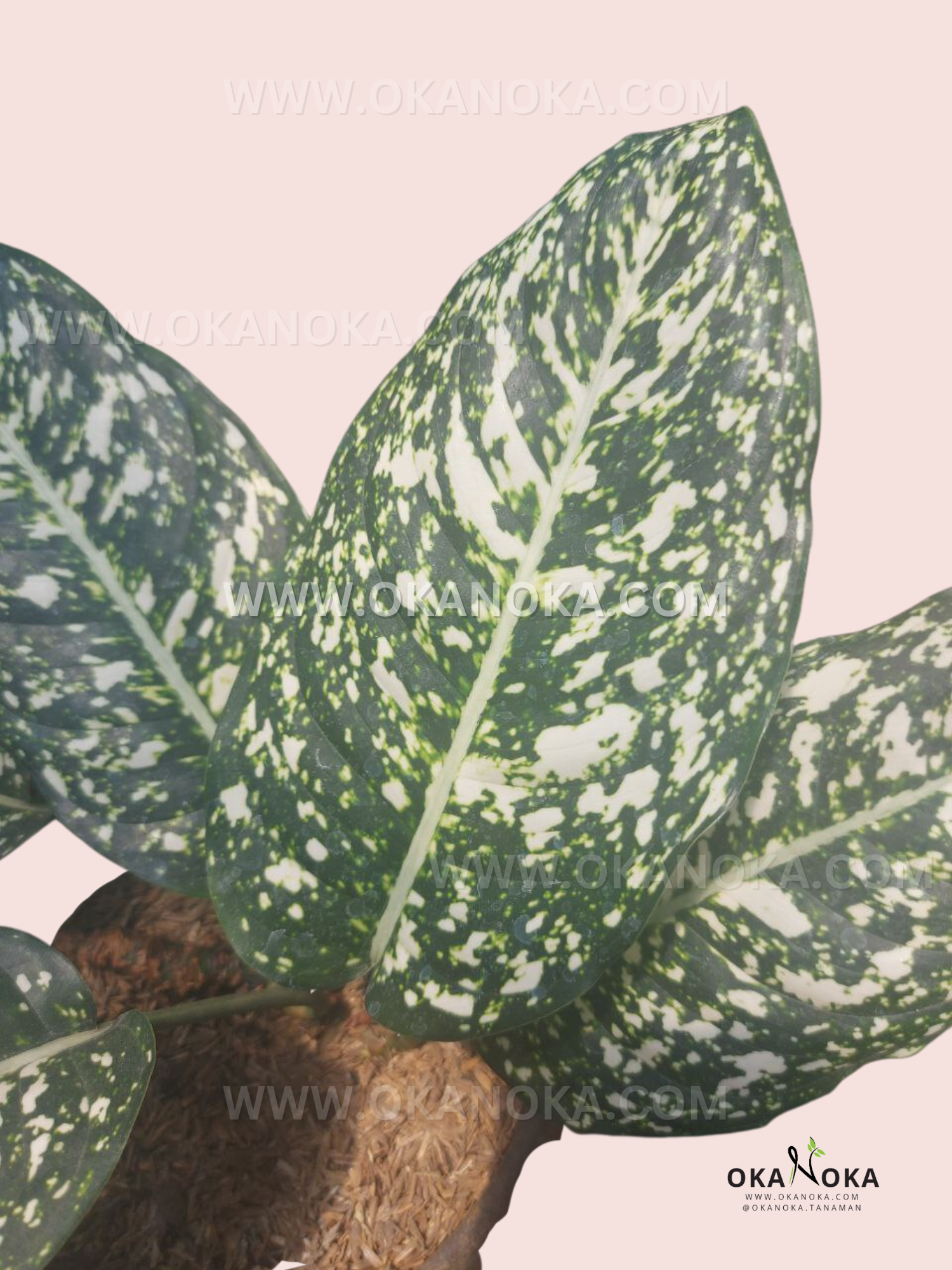 aglaonema large Aglaonema Big Leaf – Okanoka