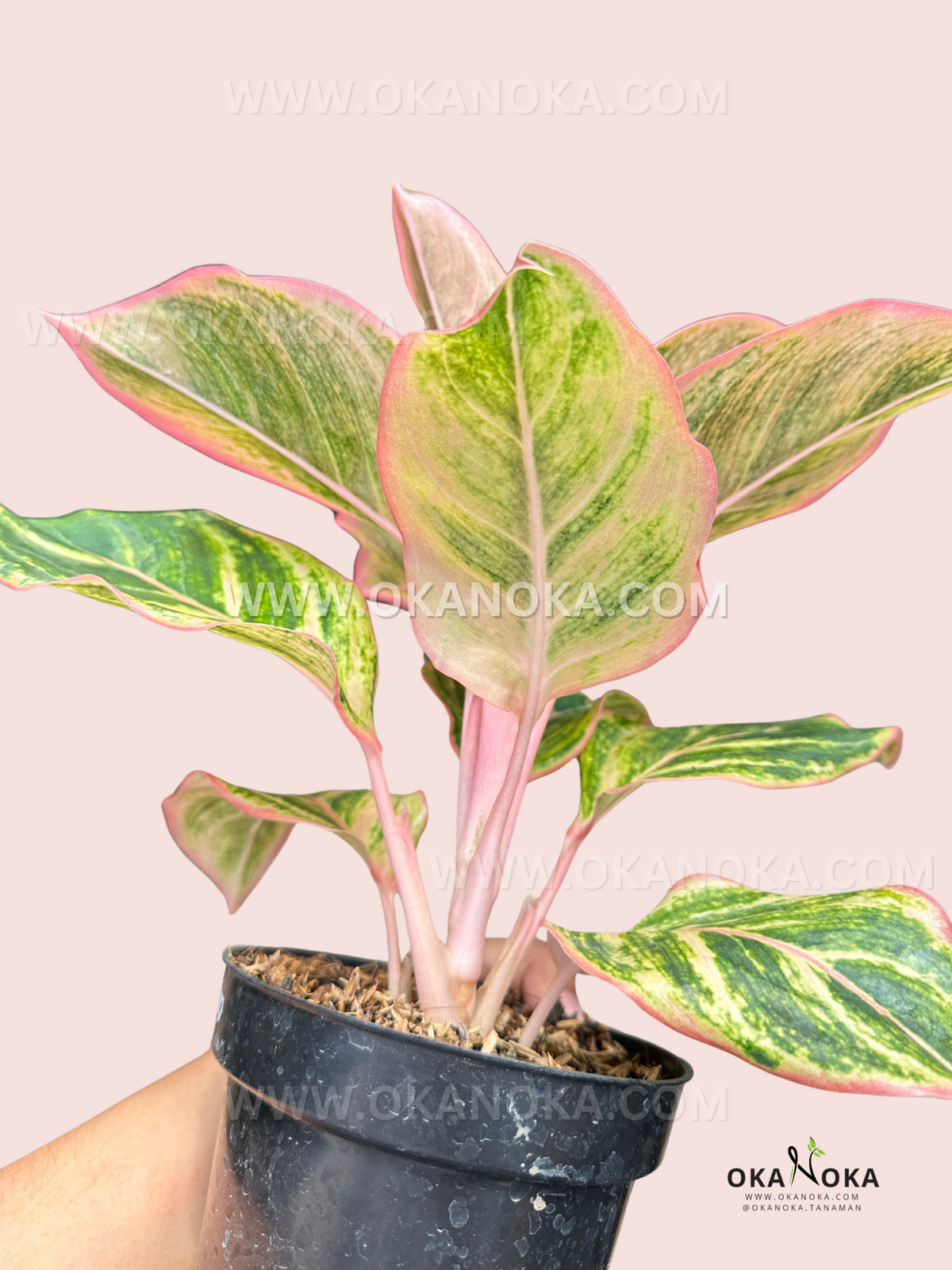 Young Aglaonema Dejavu in a pot, showcasing its soft pink stems and compact growth habit.