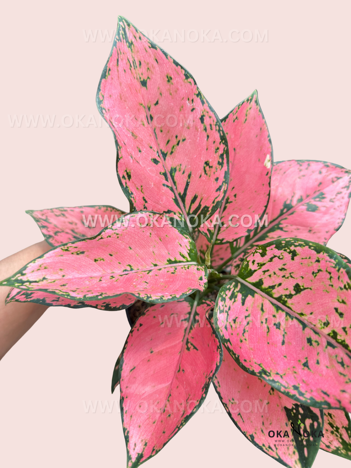 Overhead view of Aglaonema Konkom Pink’s lush, variegated pink leaves with a deep green accent.