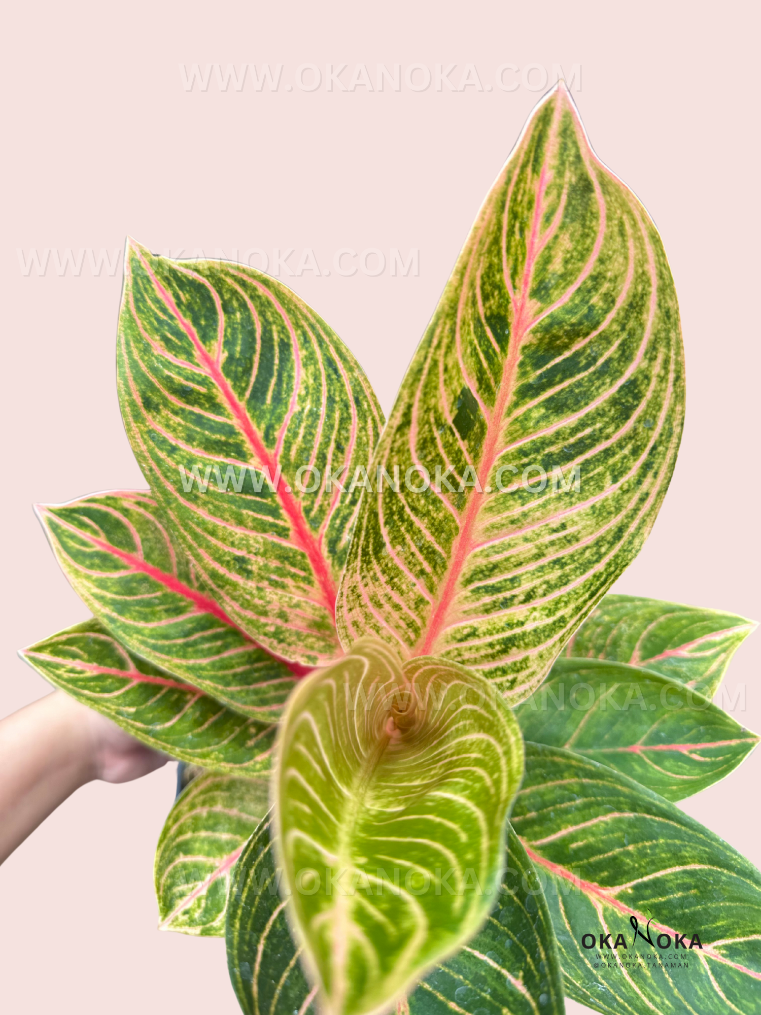 aglaonema plant in sri lanka Aglaonema Kresna Golden – Okanoka