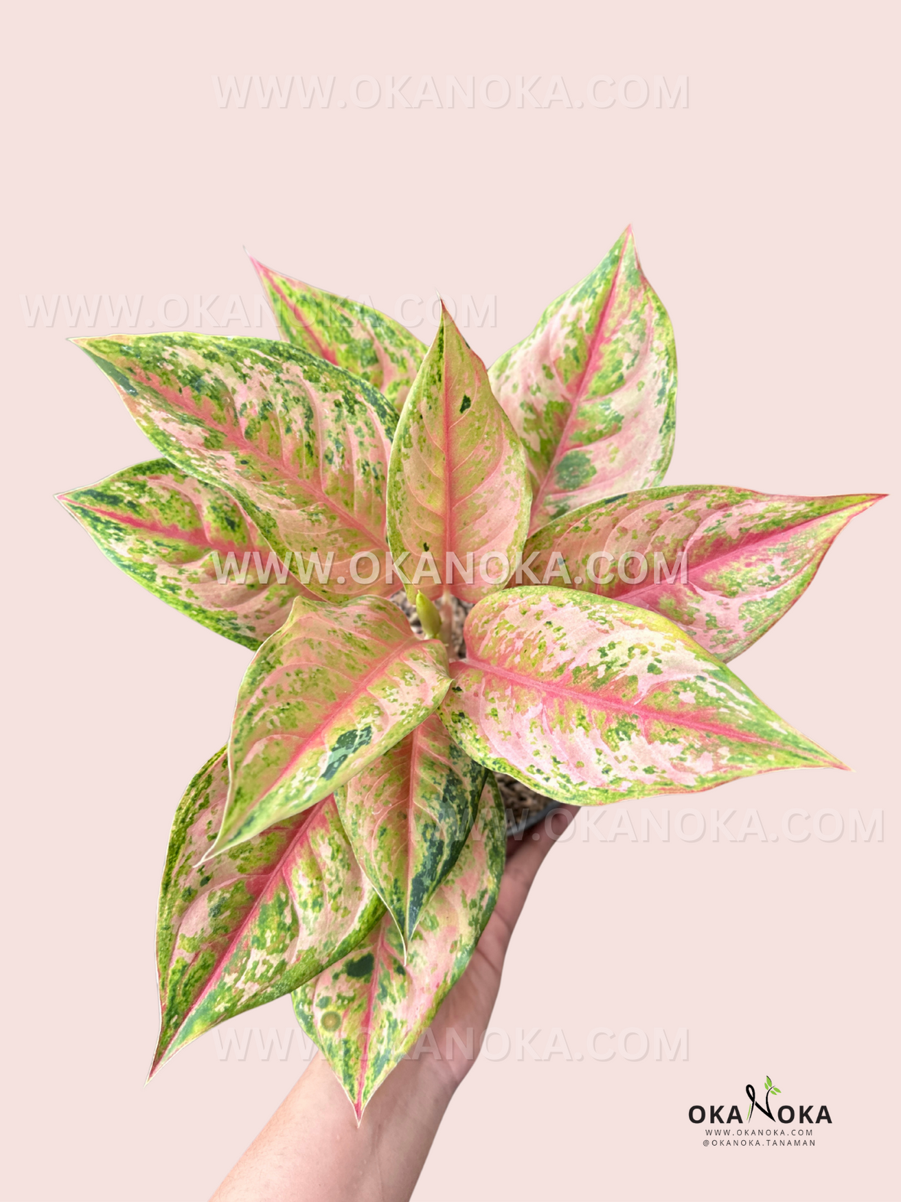 diamond aglaonema Aglaonema Light of Diamond