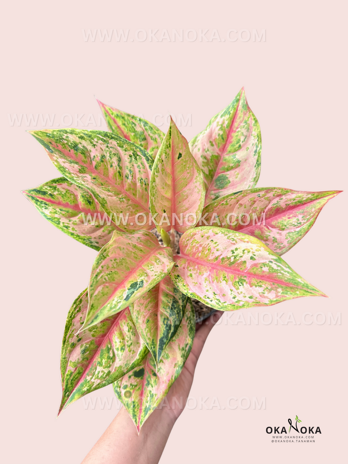 Aglaonema Light of Diamond live plant with glossy green and silver variegated leaves.