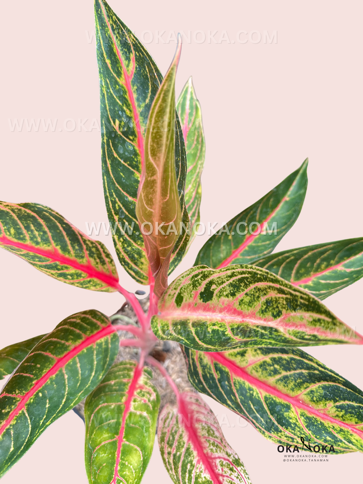 tanaman aglaonema Aglaonema Mahardika