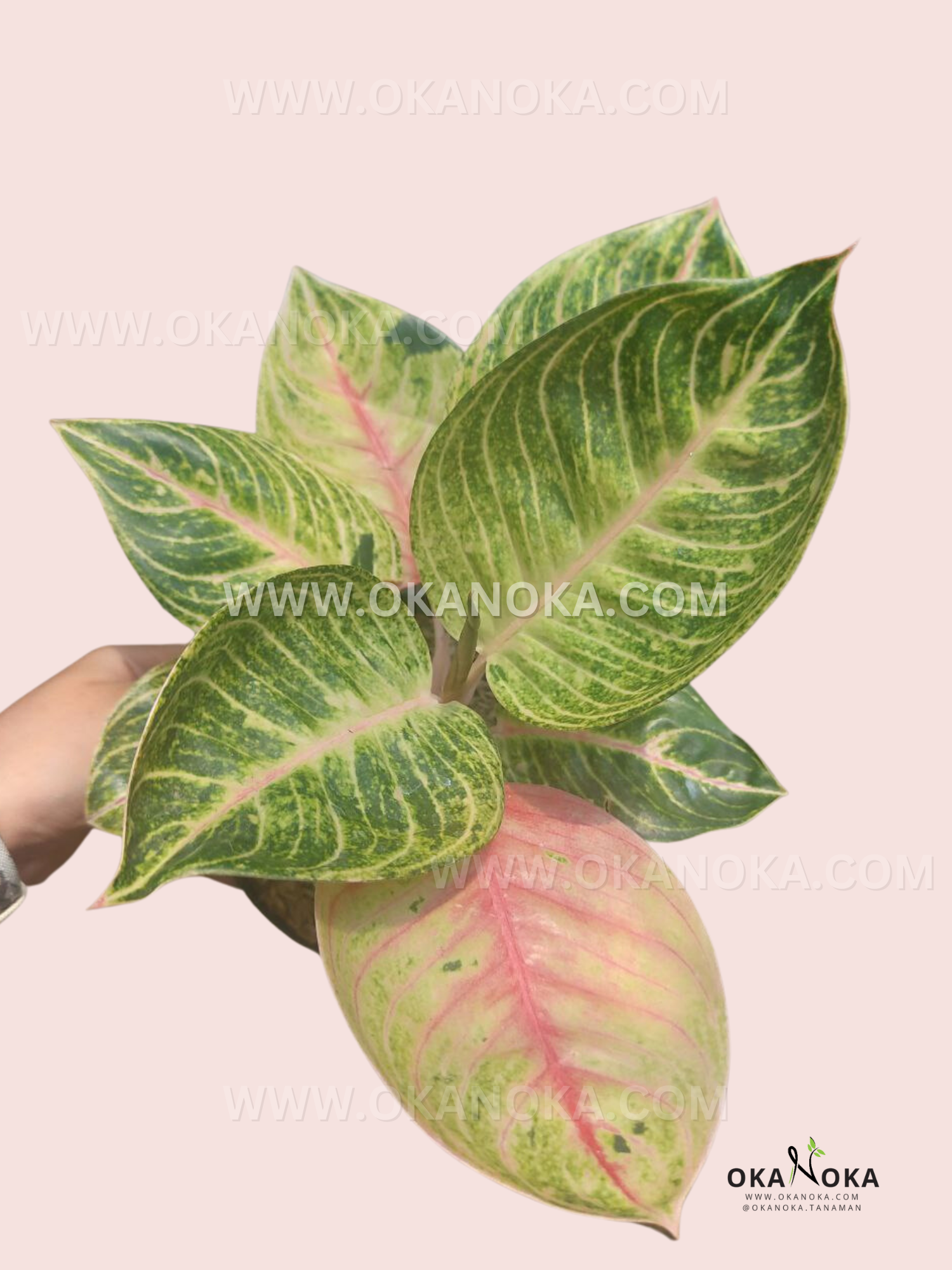 aglaonema moonshine Aglaonema Moonlight