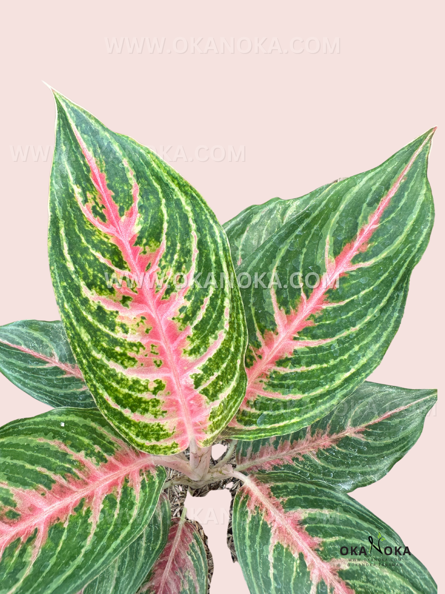planta aglaonema rosa Aglaonema Belleza Rosa