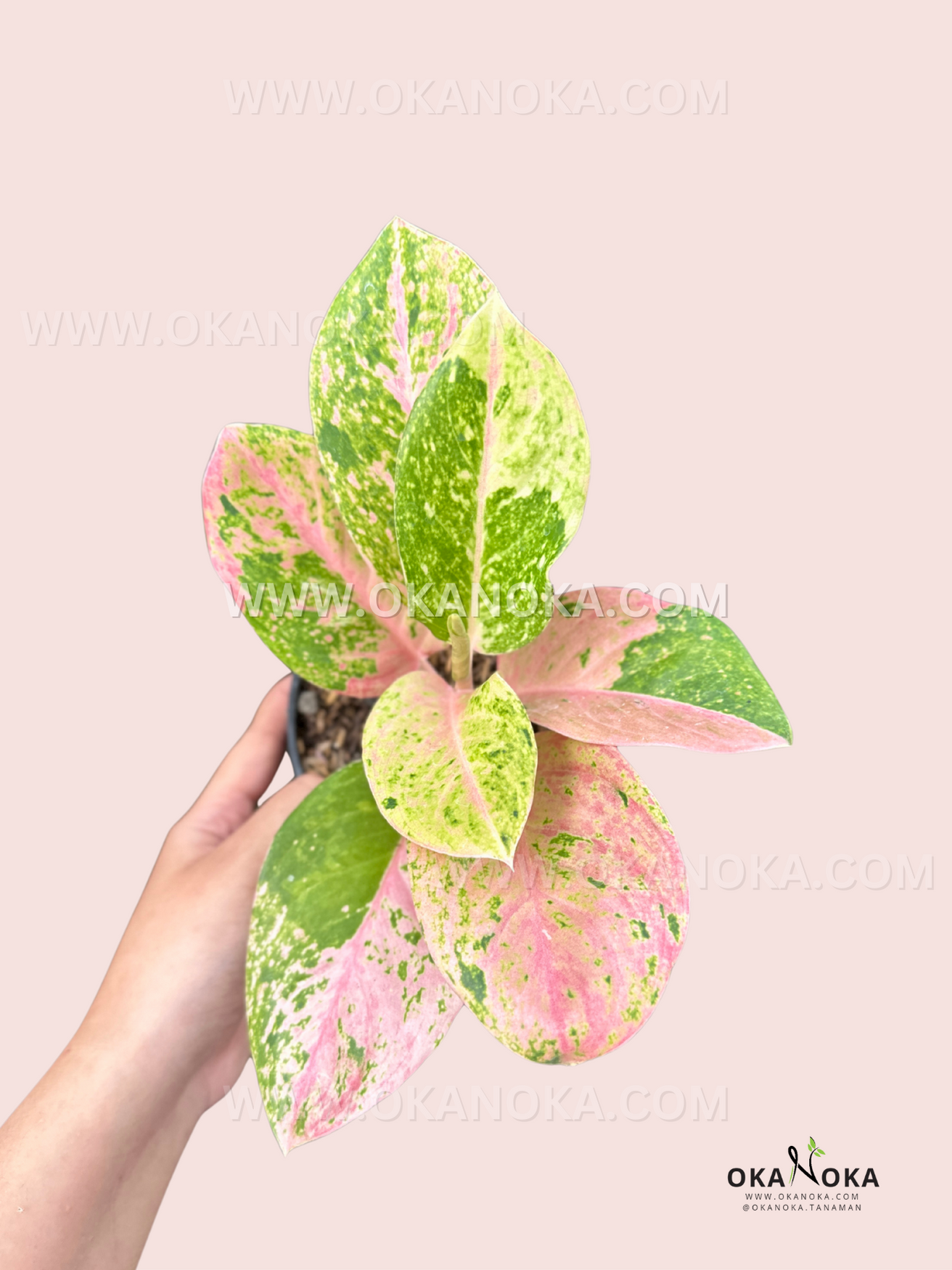 tipos de aglaonema Aglaonema Esmeralda Rosa