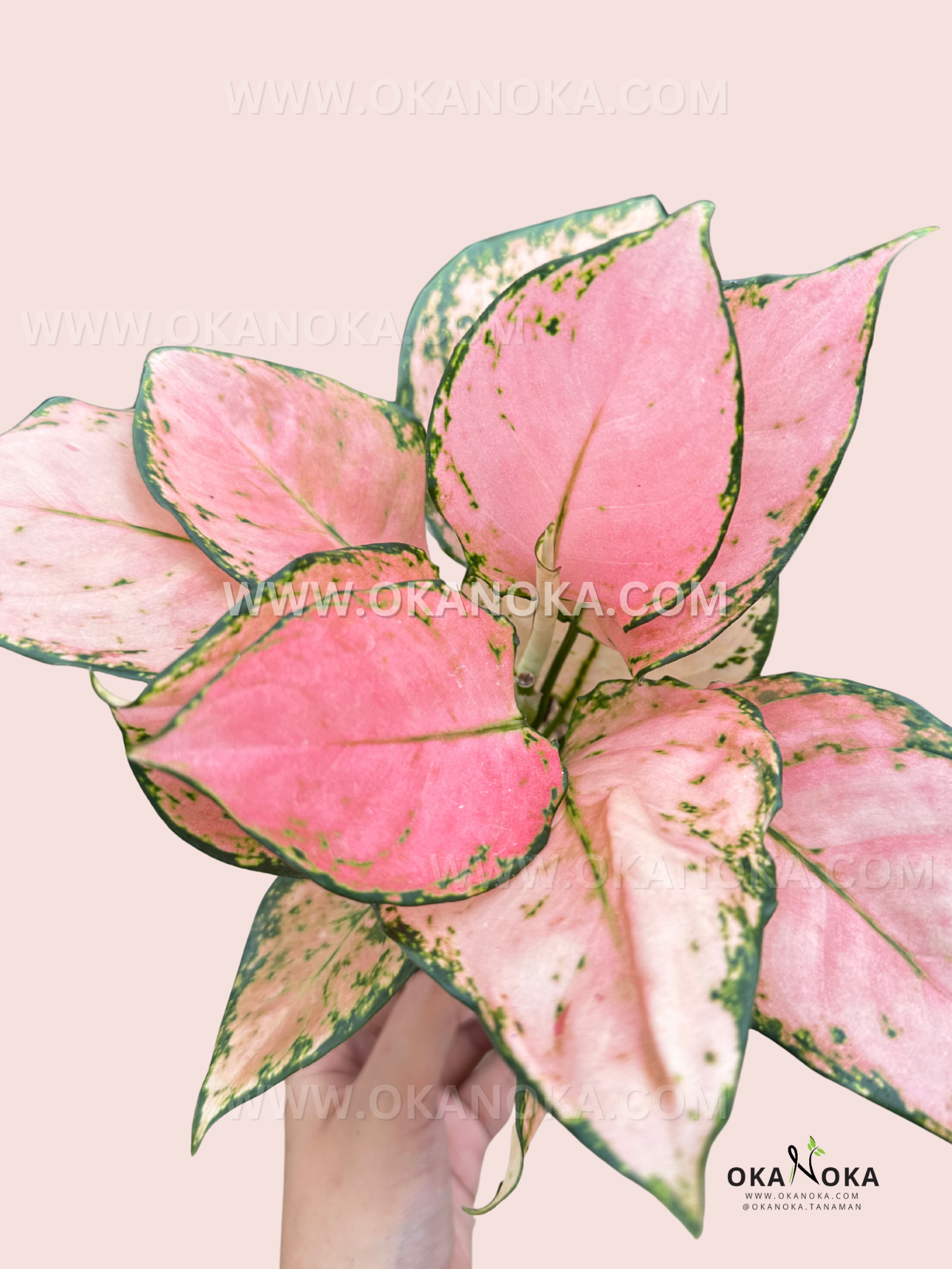 aglaonema vanilla pink Aglaonema Pink Yulia – Okanoka