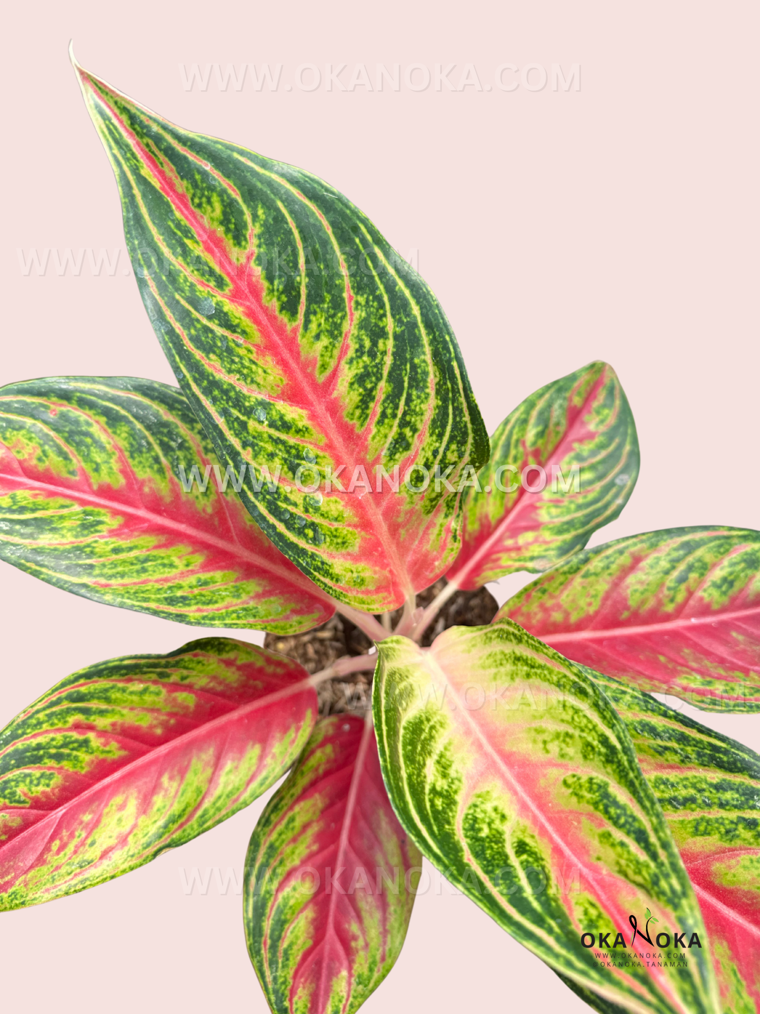 aglaonema pink sunset Aglaonema Red Sunset