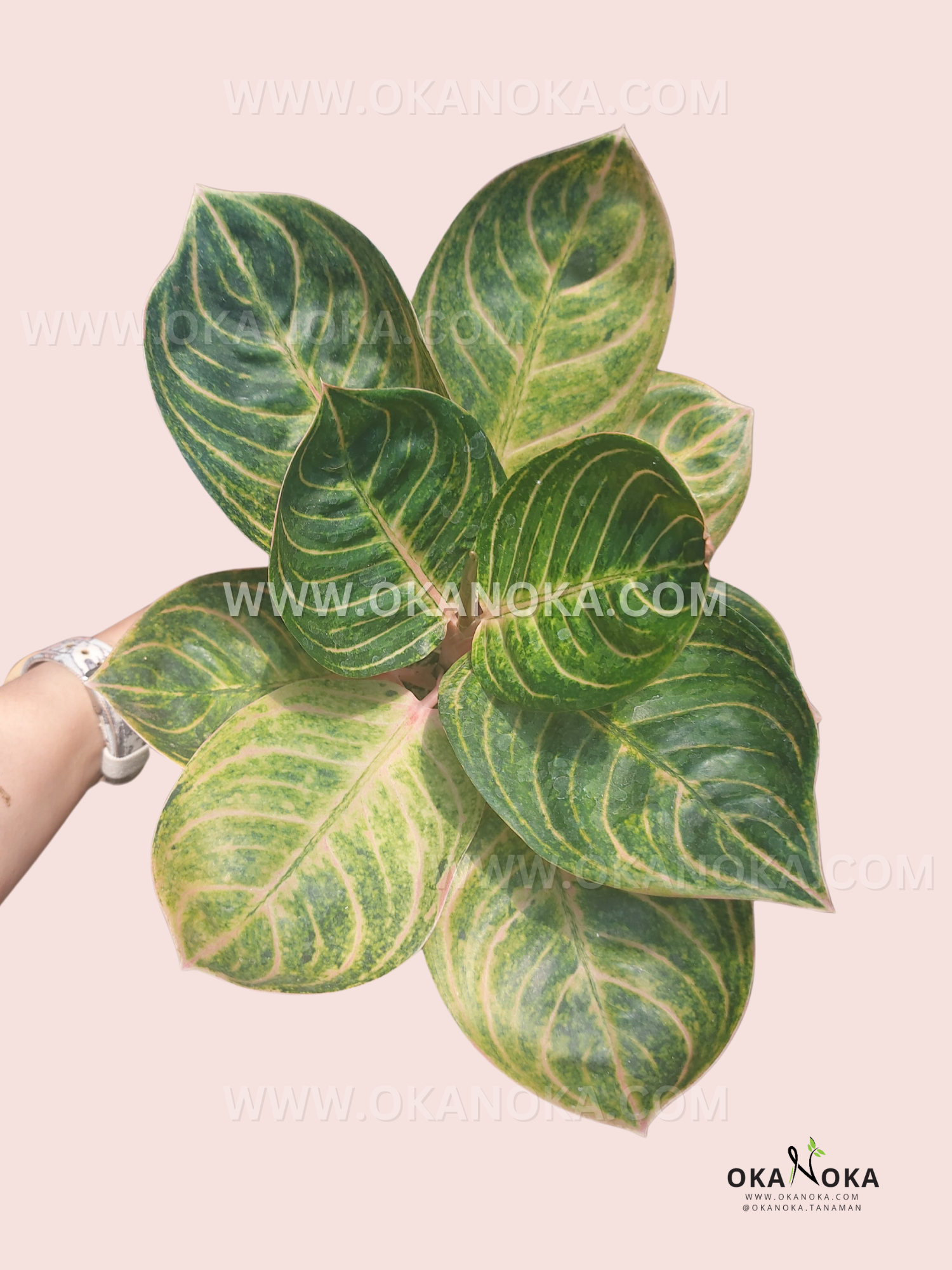 aglaonema georgi's ruby Aglaonema Rinjani – Okanoka