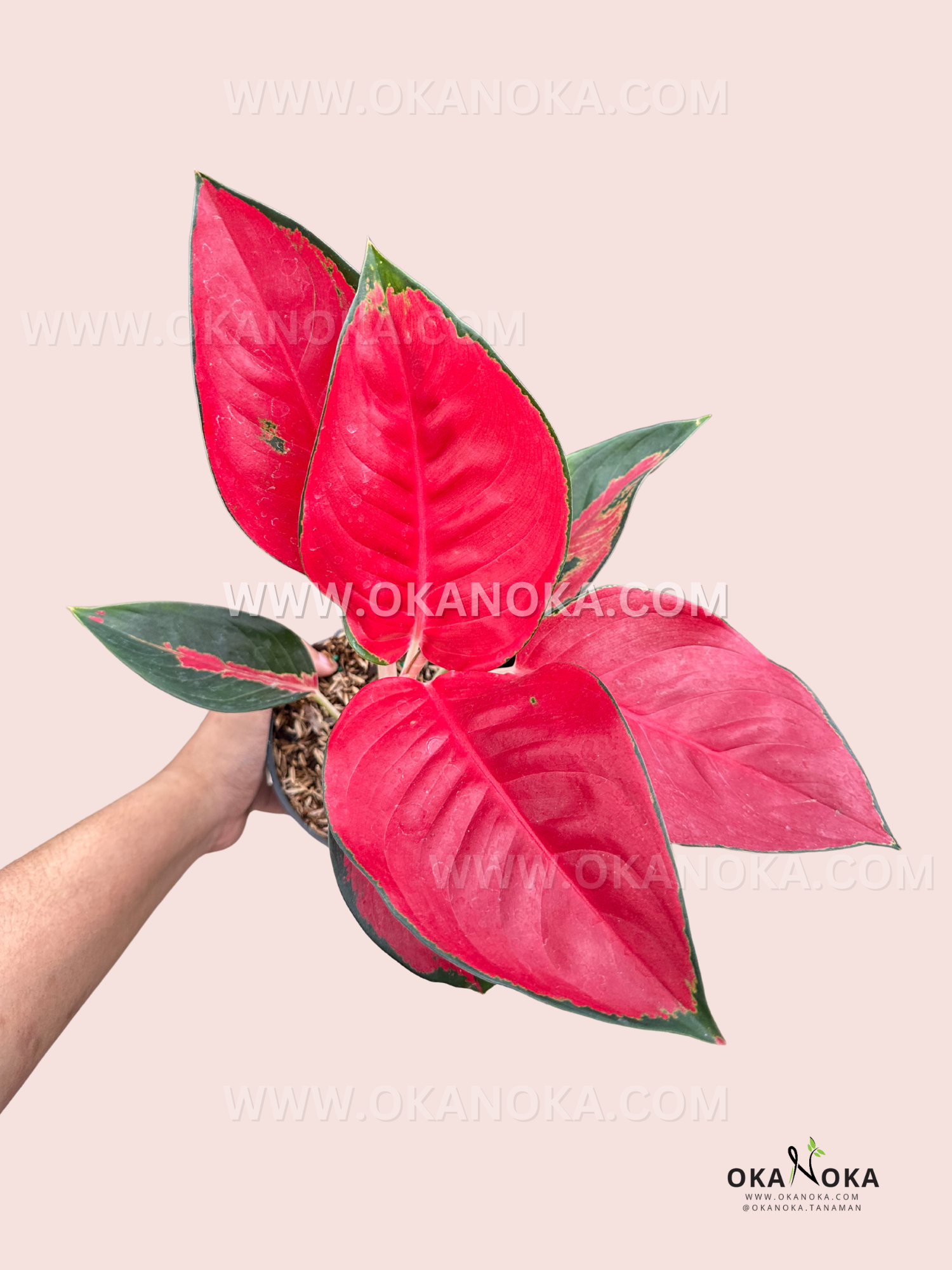 aglaonema red suksom Aglaonema Suksom
