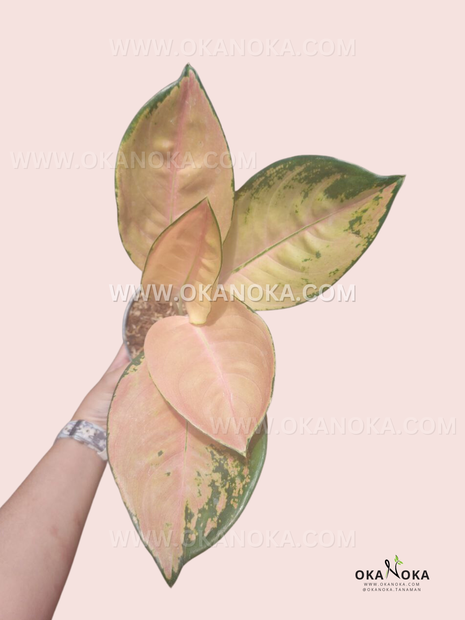 aglaonema brown leaves Aglaonema Sultan Brunei – Okanoka