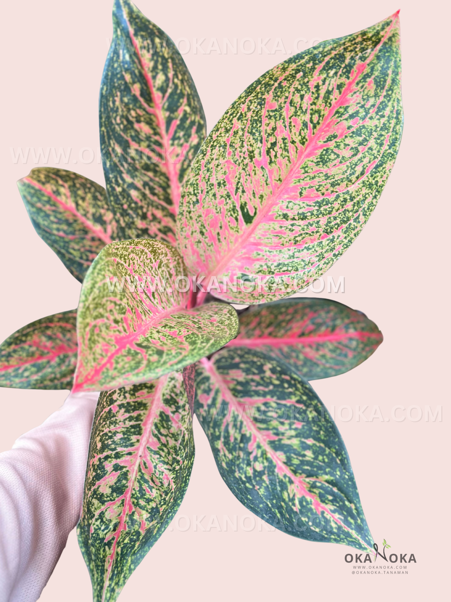 Aglaonema Tiara live plant with glossy silver-green and cream variegated foliage.