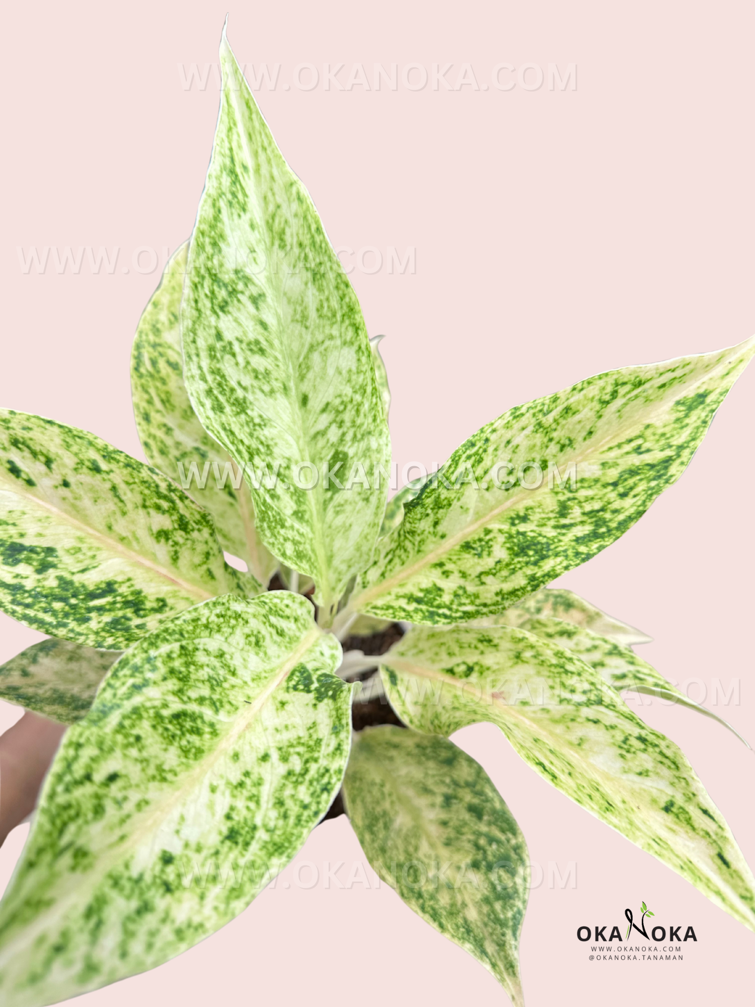 aglaonema plant white leaves Aglaonema White Mayang