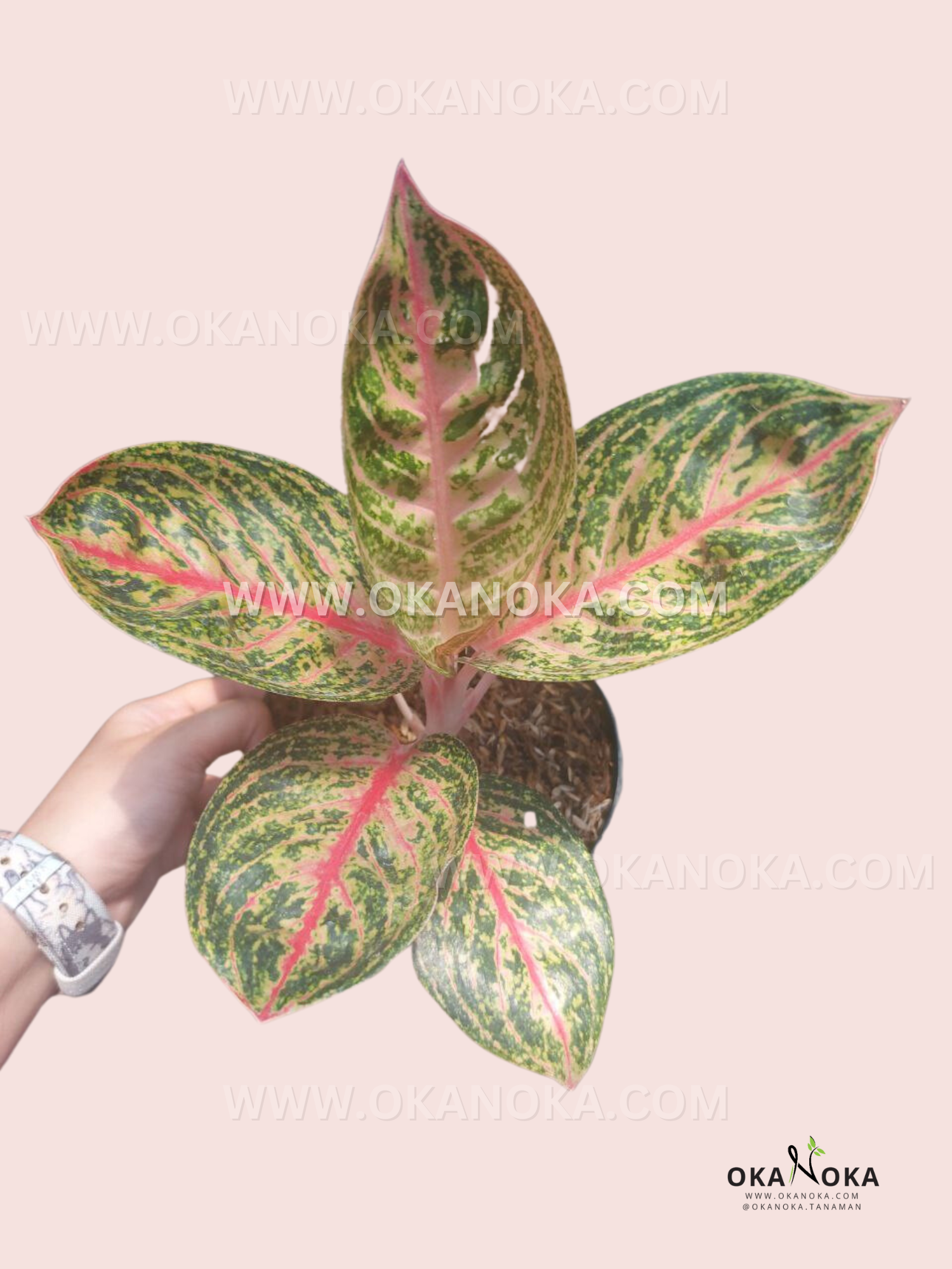 aglaonema red peacock price Aglaonema Orange Widuri