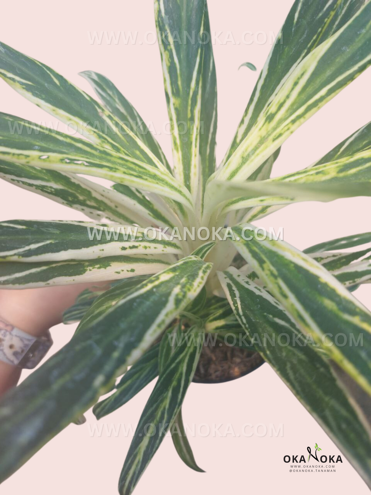 Close-up of Aglaonema Bamboo leaves, focusing on leaf variegation and texture.