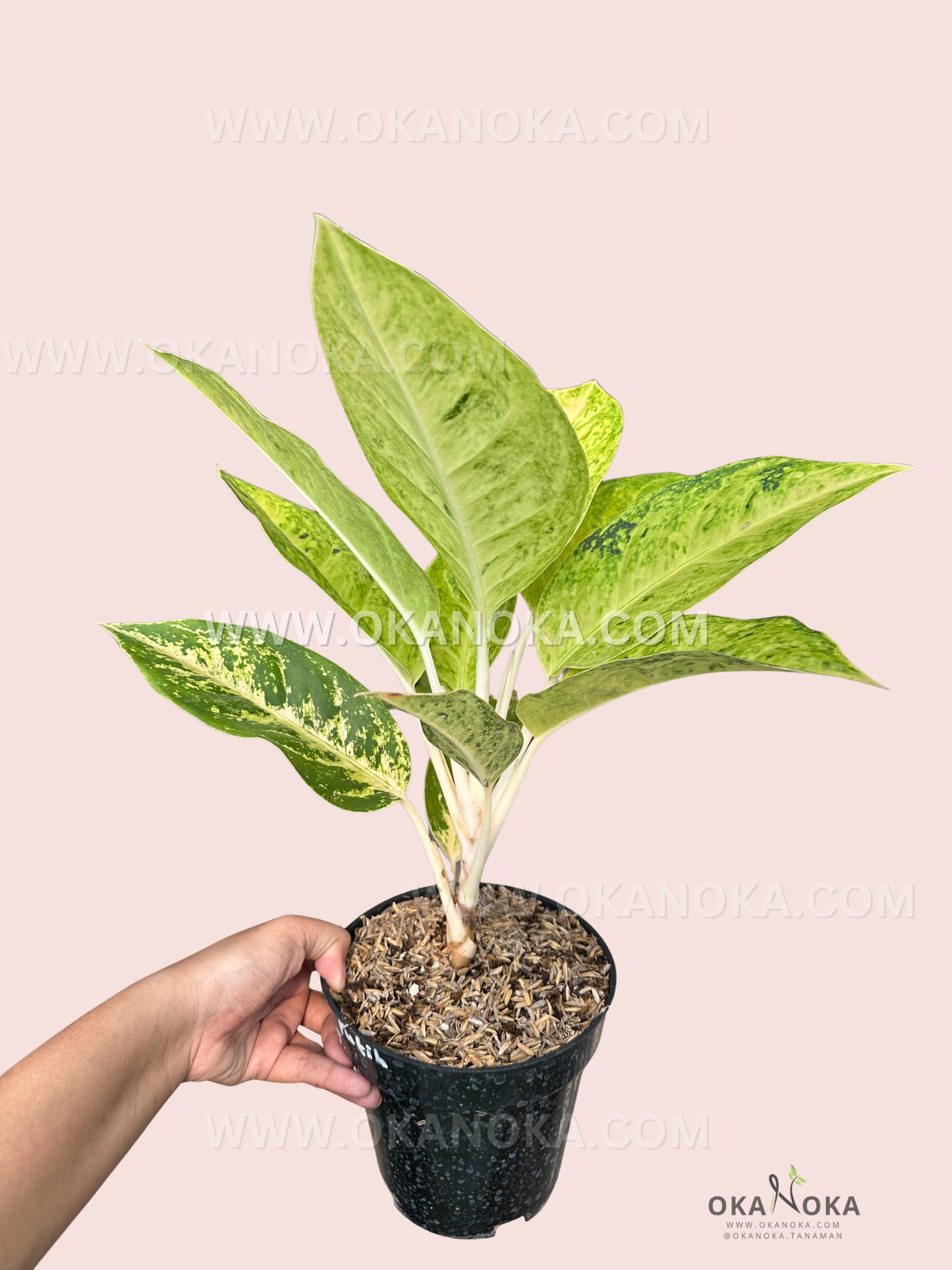 Full view of Aglaonema Ayu Green showcasing lush leaves in indoor lighting.