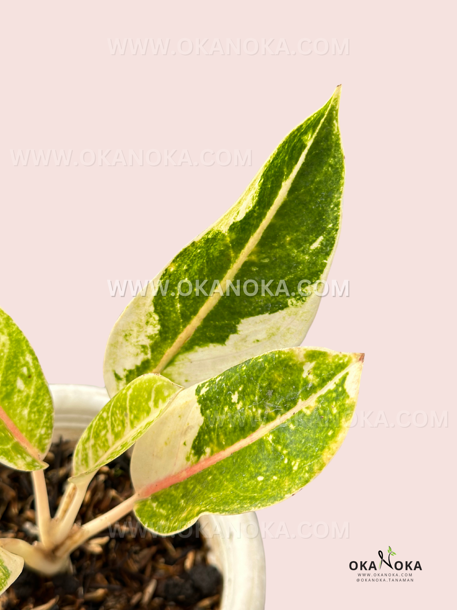 aglaonema hojas amarillas Aglaonema Donacarmen Abigarrado