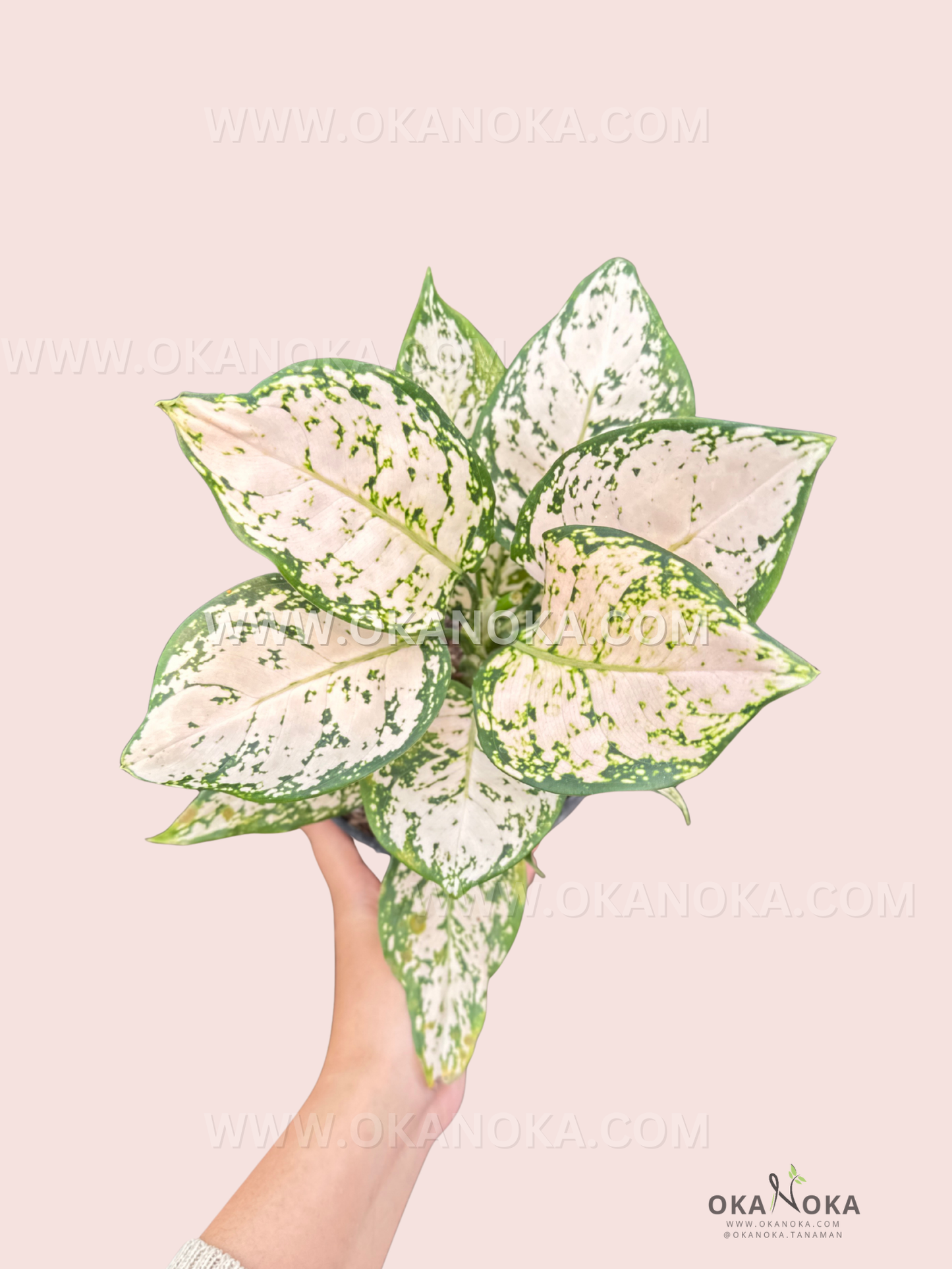 Top view of Aglaonema Dud Cream showing creamy variegated leaves held by hand.