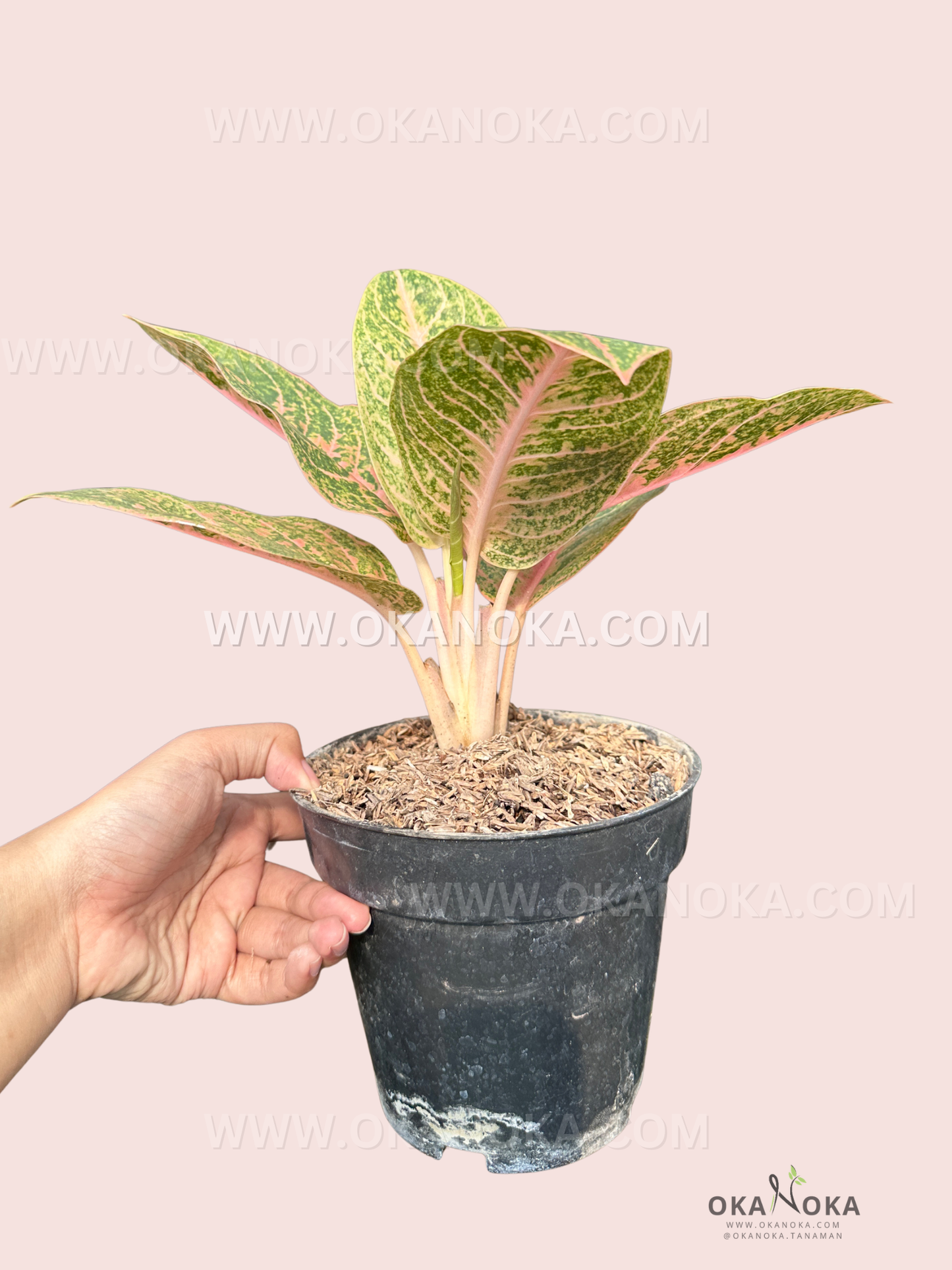 Side view of Aglaonema Harley Quinn showing upright cluster of colorful variegated leaves.