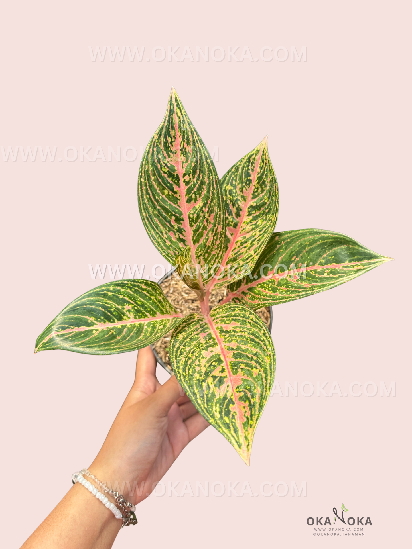 Top view of Aglaonema JT 2000 with leaves fully visible, displaying intricate pink and green foliage.