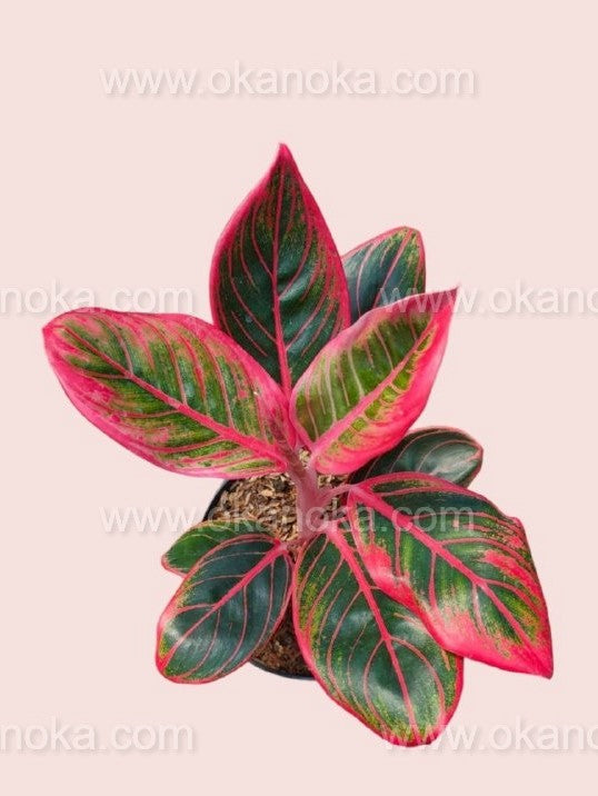 Aglaonema Khanza – Okanoka