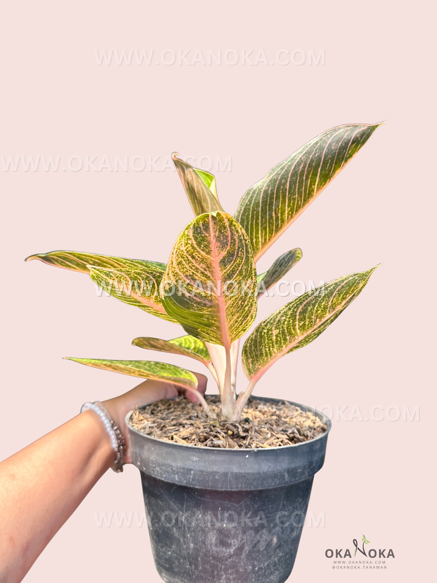 Side view of Aglaonema Lisa highlighting fresh pink-streaked leaves and lush tropical foliage.