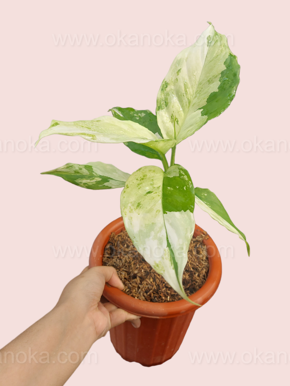 Aglaonema Modestum Variegated potted plant with healthy broad leaves in natural lighting.