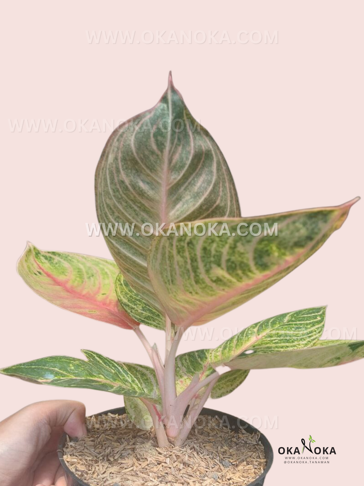 Full view of Aglaonema Moonlight plant in pot with visible leaf structure.