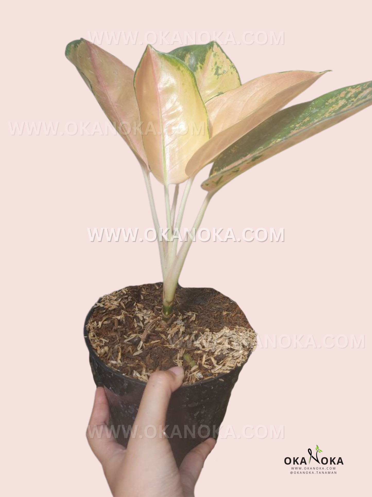Side view of Aglaonema Sultan Brunei growing in a nursery pot with upright pastel-toned tropical foliage.