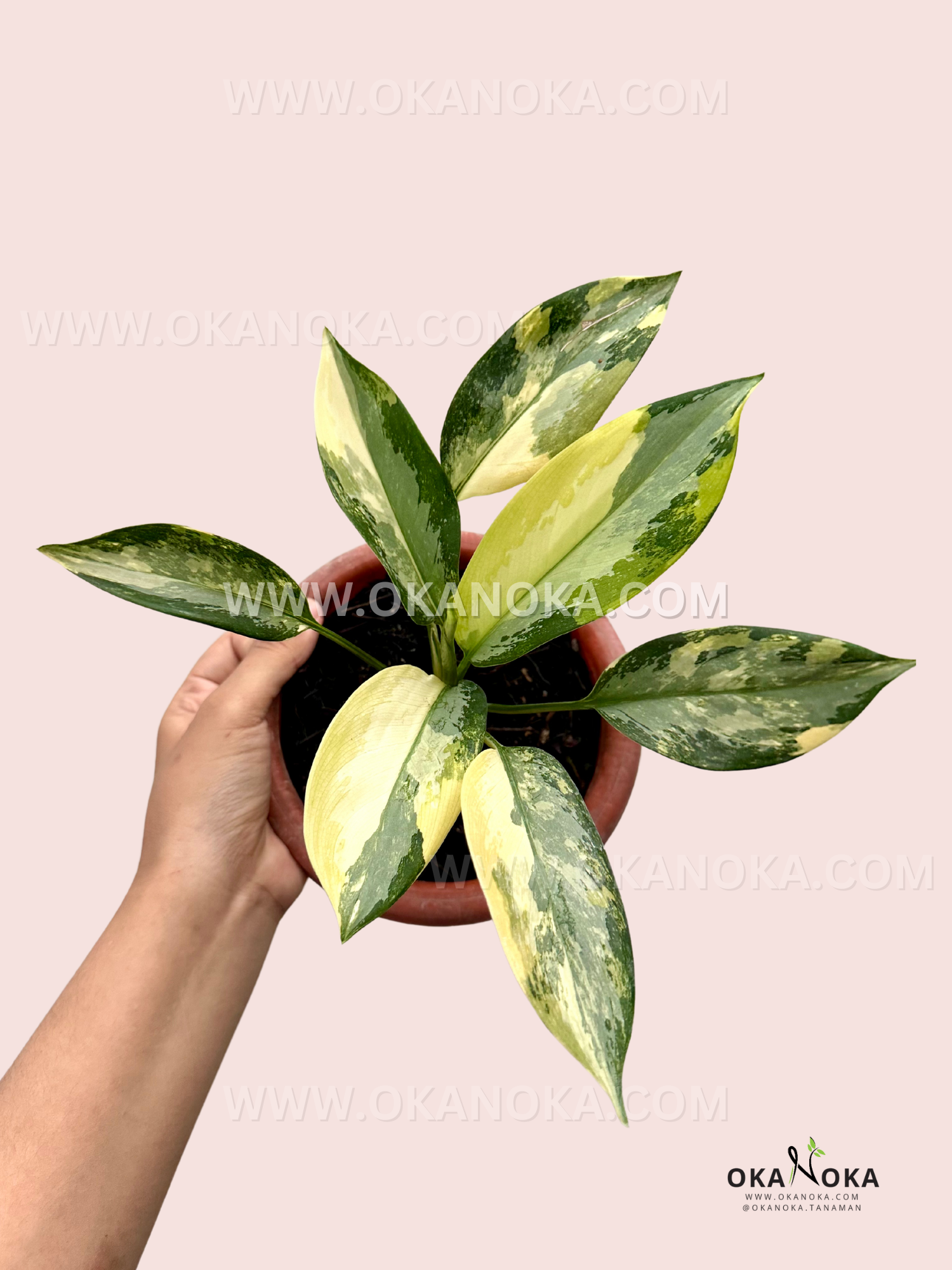 aglaonema hojas amarillas Aglaonema Suwarnabhumi