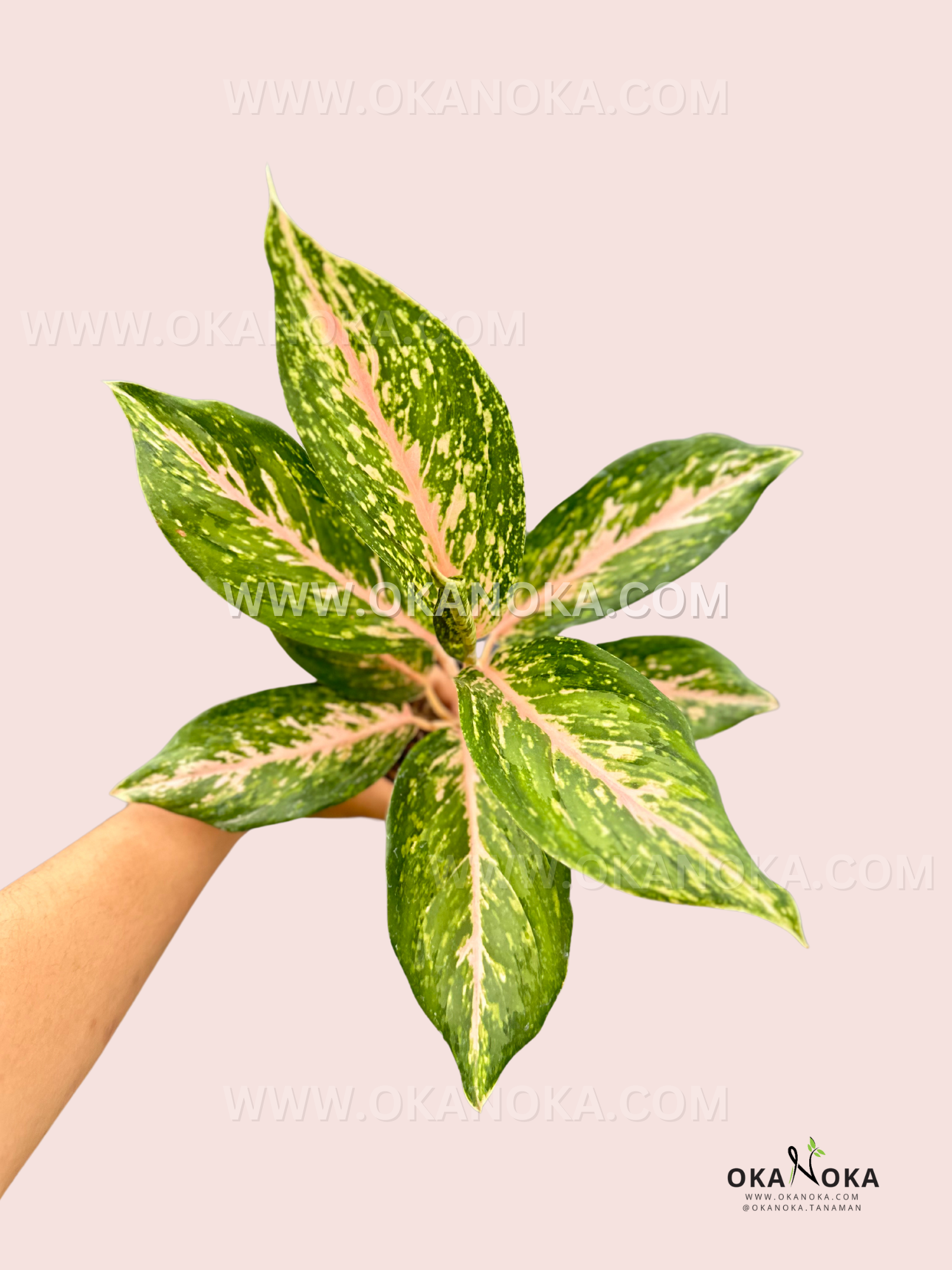 aglaonema pronounce Aglaonema Twinkle – Okanoka